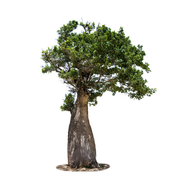 big bottle tree isolated on white background big bottle tree isolated on white background stock photo ceiba tree photos stock pictures, royalty-free photos & images