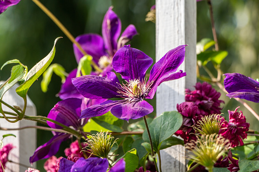 A group of red and violet clematis viticella and purpurea flowers is on a blurred background with a white fence
