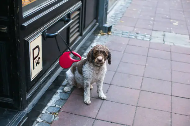 Photo of cute dog waiting for owner tied to pet parking space