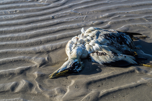 birds dead on the beach north sea