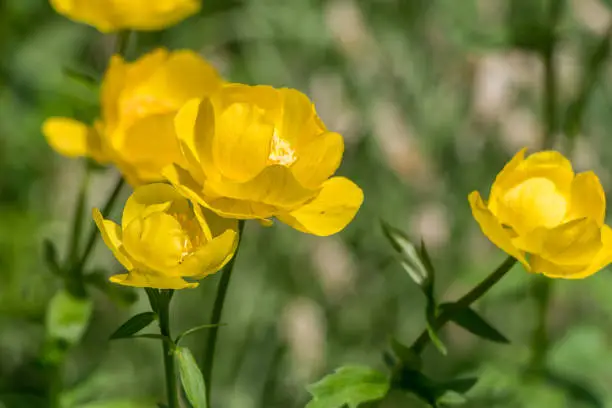 A group of yellow globeflower or globe flower grows on a green background of leaves and grass in a park in summer