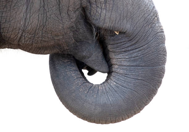 新鮮な野菜を食べるアジアゾウのクローズアップ - animal close up elephant animal eye ストックフォトと画像