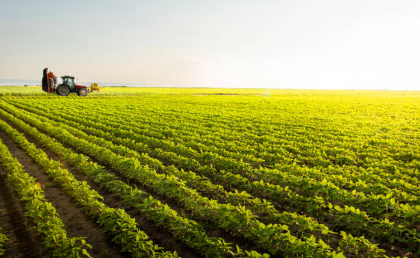 istock Tractor spraying pesticides on soy field  with sprayer at spring 1201480032