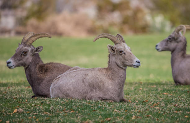 istock endangered desert bighorn sheep 1201480214