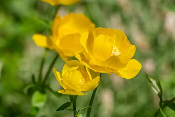 A group of yellow globeflower or globe flower grows on a green background of leaves and grass in a park in summer