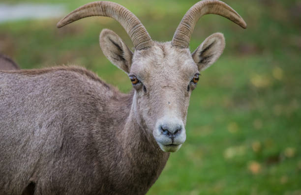 istock endangered desert bighorn sheep 1201481548