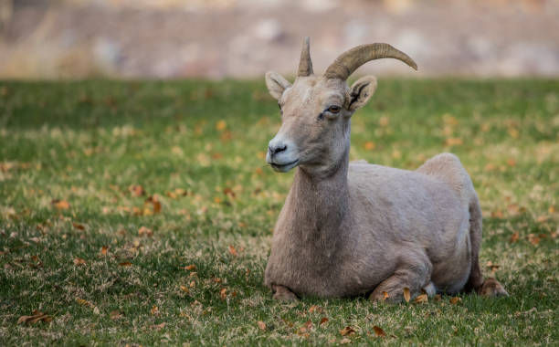istock endangered desert bighorn sheep 1201481630