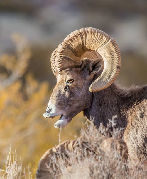 istock desert bighorn sheep 1201481839