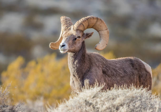 istock endangered desert bighorn sheep 1201481843