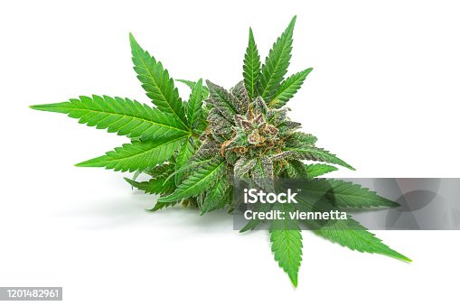 istock Macro of Medical Marijuana Bud or Hemp Flower with Leaves Isolated on White Background 1201482961