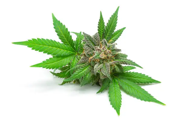 Macro shot of a single fresh medical marijuana bud or hemp plant flower with green leaves isolated on a white background.