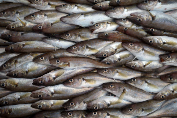 istock Bluefin- mediterranean horse mackerel 1201483276