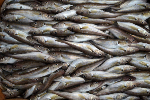 istock Bluefin- mediterranean horse mackerel 1201483382