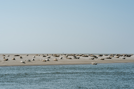 Seals on a sandbar in the North Sea, Germany