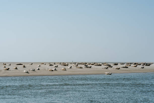 тюлени на песчаной отмели в северном море, германия - wadden wadden sea unesco world heritage site sea стоковые фото и изображения