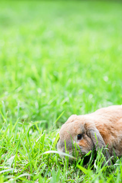 Little lop-eared rabbit sits on the lawn in park. Dwarf rabbit breed ram at sunset sun. Summer warm day. stock photo