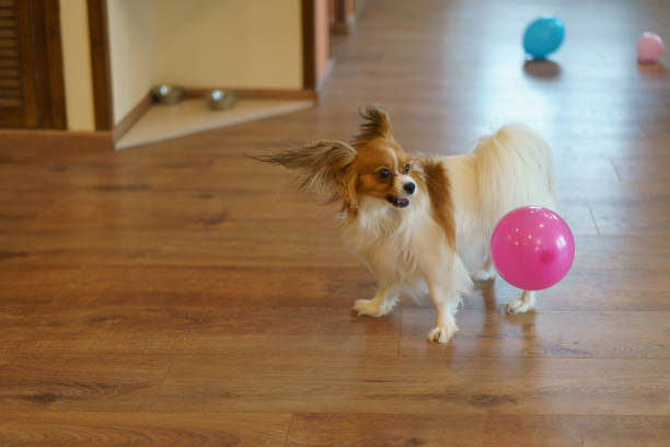 playing papillon purebred dog - late afternoon imagens e fotografias de stock