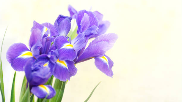 istock bouquet of blue irises on a light background with place for text. 1201490397