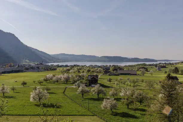 Cherry tree field in Arth, lake Zug in the background