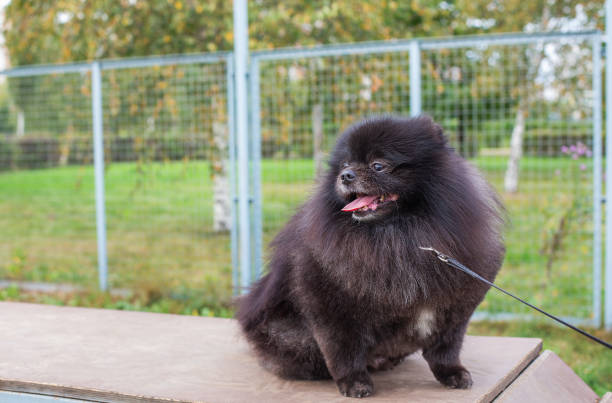 istock Black Pomeranian sitting on brown board 1201492513