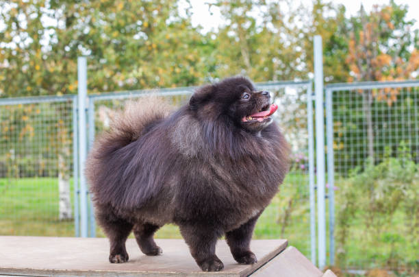 istock Black Pomeranian standing on brown board 1201492517