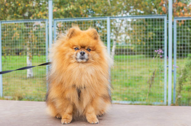 istock Red shaggy Pomeranian sitting on brown board 1201492521
