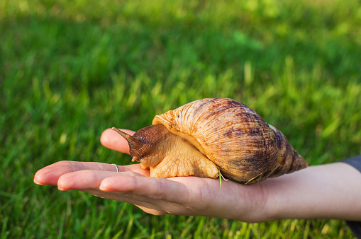 Big snail sitting on a woman's hand on a grass background