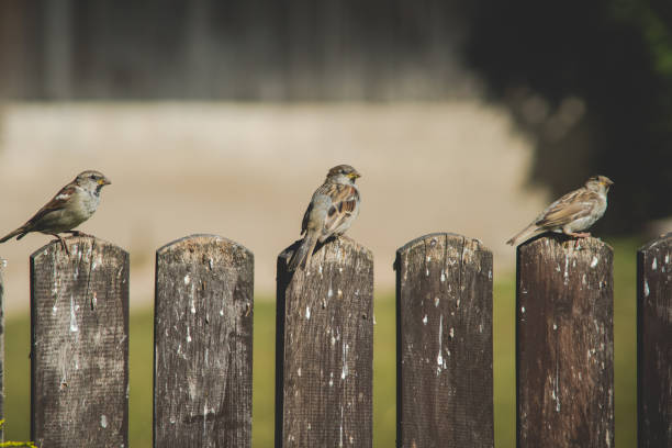 istock sparrow sitting on a wooden fence 1201492931