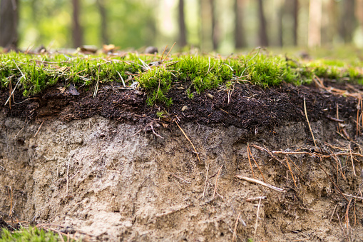 detail of a podzol soil with visible topsoil and eluvial layers