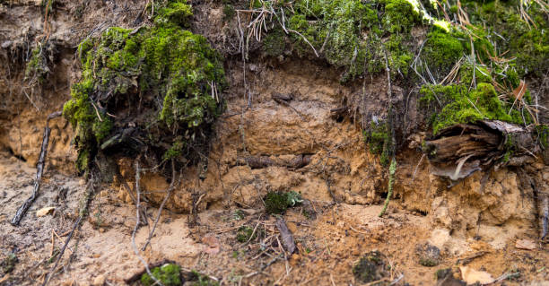 istock detail of a podzol soil 1201492983