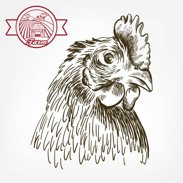 ilustraciones, imágenes clip art, dibujos animados e iconos de stock de cría de pollos. ganadería. ganado. boceto vectorial en un blanco - animal husbandry illustrations