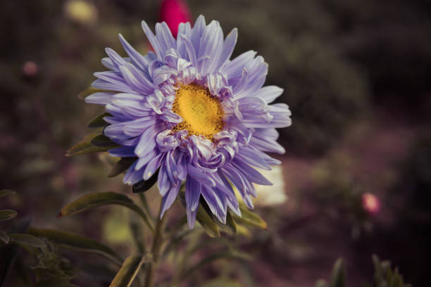 violet flowers of chrysnathemum growing in the field