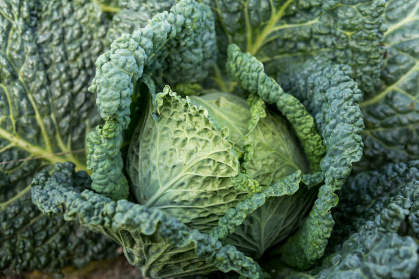 istock detail of savoy cabbage 1201493393