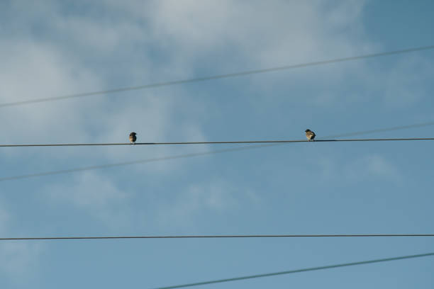 istock birds sitting on cables of power lines 1201493437