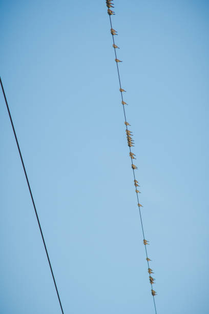 istock birds sitting on cables of power lines 1201494000