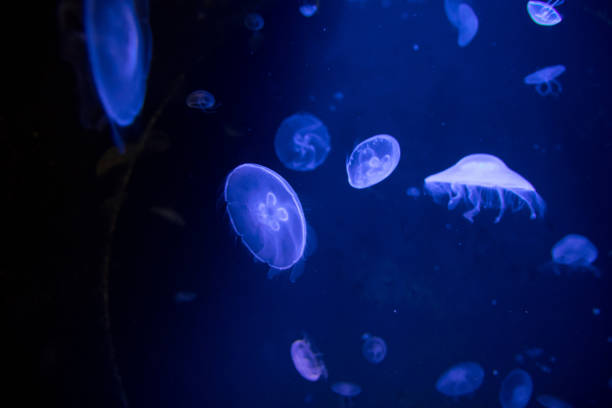 istock Medusas in a partially shaded aquarium 1201494467