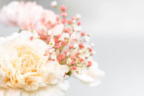 Still life of flowers on white background