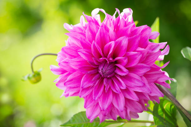 istock pink dahlia flower in a garden 1201494552