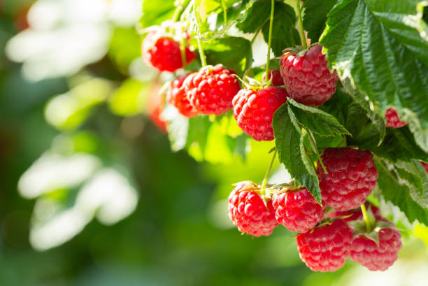 branch of ripe raspberries in a garden close up of branch of ripe raspberries in a garden raspberry stock pictures, royalty-free photos & images