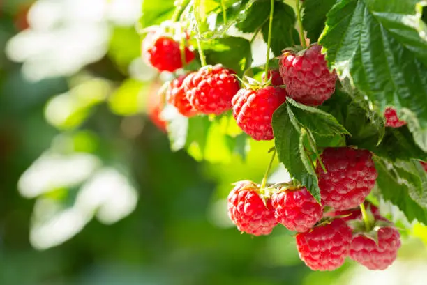 close up of branch of ripe raspberries in a garden
