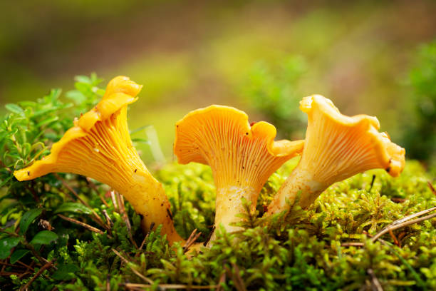 istock Chanterelle mushrooms in a forest. Edible mushrooms 1201494612