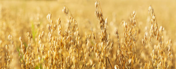 istock Ripe ears of oats in a field 1201494670