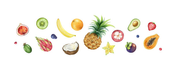 Watercolor vector hand painted set of exotic fruits. Watercolor vector hand painted set of exotic fruits. Fresh food design elements isolated on white background. fruit of coconut tree stock illustrations