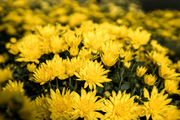 istock colorful chrysanthemum flowers 1201497218