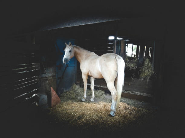 Close-up a horse standing in ranch.