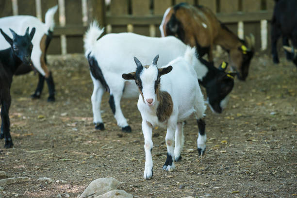 istock Many white goatlings in the zoo 1201499196