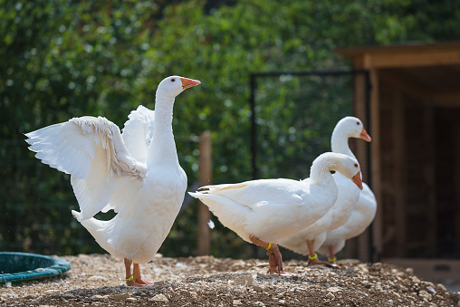 White geese in zoo on sunny summer day