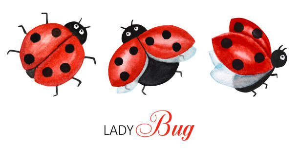 3,703 Flying Ladybug Illustrations & Clip Art - iStock | Flying bug, Ladybug icon 3,703 Flying Ladybug Illustrations & Clip Art - iStock | Flying bug, Ladybug icon