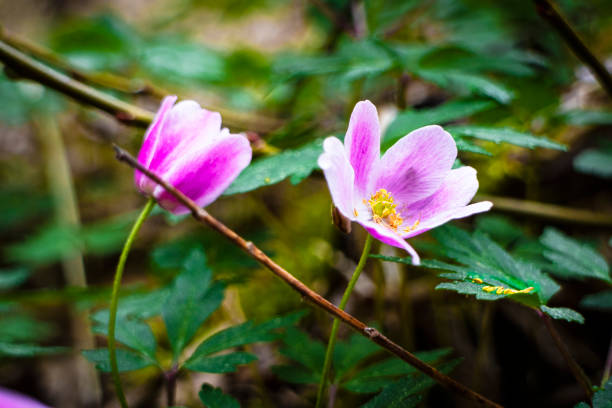 wood anemones flower head with blue sky   from sweden nature