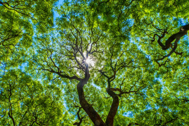 bosque subtropical, parque lezama, buenos aires, argentina - clima fotografías e imágenes de stock